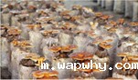 食用菌种植